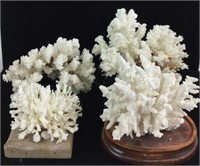 (4) White Coral Clusters