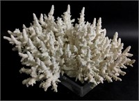 Large White Coral Cluster On Lucite Base