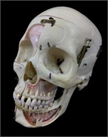Human Skull Scientific Medical Specimen