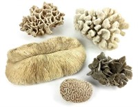 (5) Decorative Coral Specimens