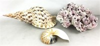 Sea Shell Cluster And Large Conch Shell