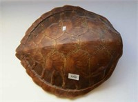 Tortoiseshell carapace,