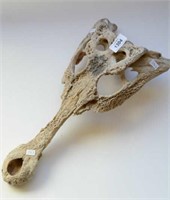Very old crocodile skull from New Guinea