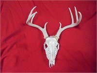 Deer Skull and Horns