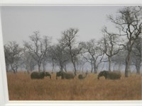 FRAMED SAFARI ELEPHANTS