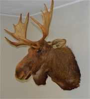 Mounted Moose Head