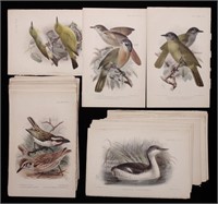 [Ornithology Plates, by Keulmanns & Others]