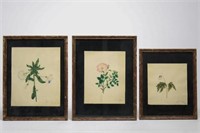 Botanical Watercolors on Paper, 19th C.