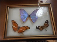 Lot #52 Framed butterfly display w/ (3) butte