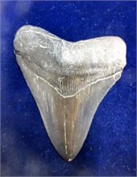 Large Prehistoric Megladon Tooth