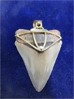 Prehistoric Meglandon Tooth