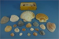 Huge lot of unique shells from all over the world