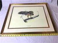 Framed "The Redtail Hawk" signed piece