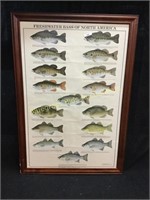Framed Freshwater Bass of North America Poster