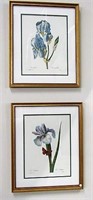 2 P.J. Redoute Botanical Iris Prints #59+#60