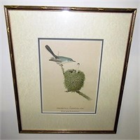 Antique Bird Print Blue Grey Gnatcatcher Framed