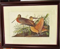 Audubon No 48 Great Marbled Godwit 32x24 Plate#
