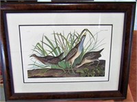 Audubon No 47 Sora or Rail Bird Print 29x22 Plate