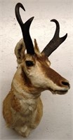 Antelope Taxidermy Shoulder Mount