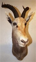 African White Blesbuck Taxidermy Shoulder Mount