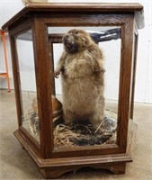 Full Body Beaver Taxidermy Mount In Glass Table