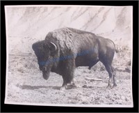 Haynes Buffalo Bull Photograph Yellowstone Park