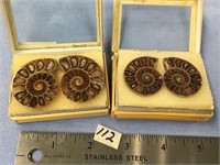 4 ammonite fossils, approx. 1" x 1 1/2", in displa