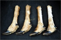 4 Genuine Taxidermy White Tail Deer Legs