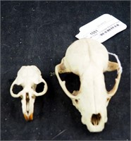 2 Vintage Bleached Small Game Animal Skulls Lot