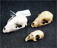3 Vintage Bleached Small Game Animal Skulls Lot