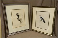 Early Natural History Bird Prints.