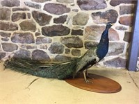 Taxidermy Mount of a Colorful Peacock