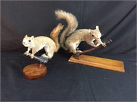 2 Taxidermy Mounted Squirrels