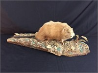 Taxidermy Mount of Tan Muskrat on Moss Covered Log