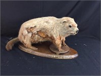 Taxidermy Mount of a Groundhog.