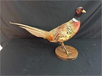 Taxidermy Mount of a Rooster Pheasant