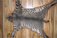 BOBCAT TAXIDERMY MOUNT ! BSE