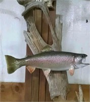 Rainbow trout mount