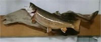 Brook trout mount