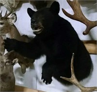 Black bear shoulder mount
