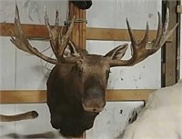 Alaska Yukon Moose