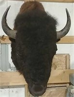 Shoulder mount bison