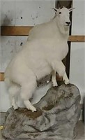 Rocky Mountain Billy goat from Alaska
