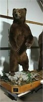 Kodiak Island Alaskan brown bear