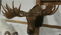Boone & Crocket western Canadian moose