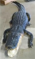 Full body alligator mount
