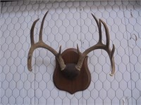 Deer Horn European Mount