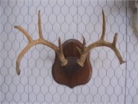 Deer Horn European Mount