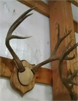 Mule deer rack on wood plaque