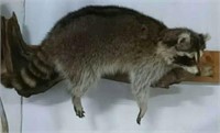 Full body raccoon mount